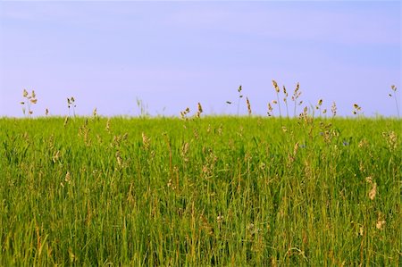 simsearch:400-03991406,k - close-up of summer wild meadow against light blue sky Stock Photo - Budget Royalty-Free & Subscription, Code: 400-05054284