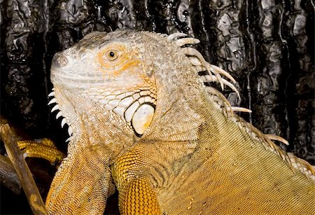 face and head of an adult female Iguana iguana Stock Photo - Budget Royalty-Free & Subscription, Code: 400-05054342