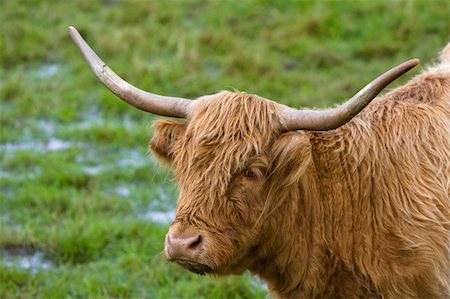 simsearch:400-05135877,k - Portrait of a highland cattle in a scottish field Photographie de stock - Aubaine LD & Abonnement, Code: 400-05055617