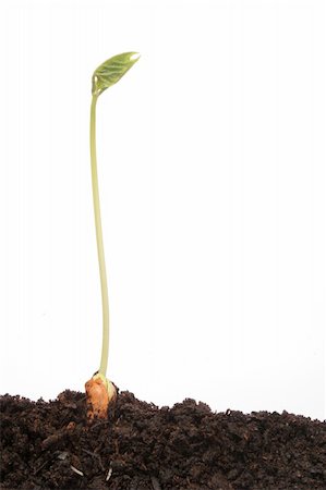 Single bean seedling in soil Stock Photo - Budget Royalty-Free & Subscription, Code: 400-05056437