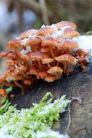 simsearch:400-04824992,k - Flammulina velutipes ( velvet foot) winter mushrooms growing from stump are covered with snow Stock Photo - Budget Royalty-Free & Subscription, Code: 400-05057080