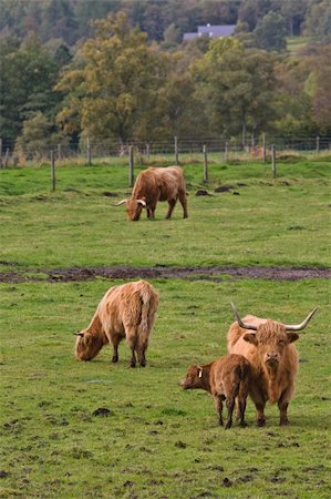 simsearch:400-05135877,k - A herd of highland cattle in a scottish field Photographie de stock - Aubaine LD & Abonnement, Code: 400-05057307