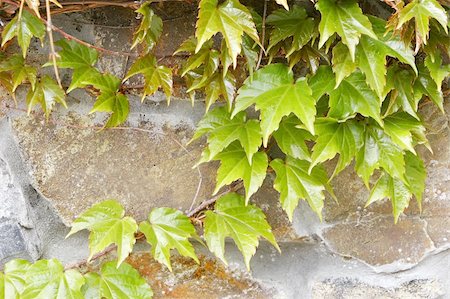 ivy on stone wall Photographie de stock - Aubaine LD & Abonnement, Code: 400-05058190