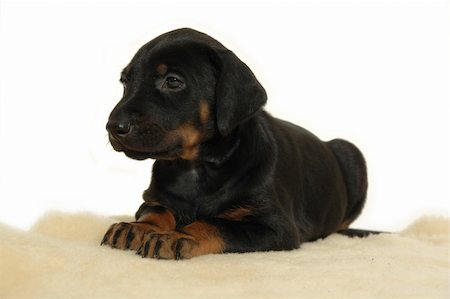 Puppy resting. Taken on white background. Stock Photo - Budget Royalty-Free & Subscription, Code: 400-05058295