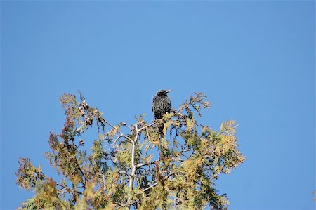 simsearch:400-04604339,k - Starling on a tree a sunny day Stock Photo - Budget Royalty-Free & Subscription, Code: 400-05058660