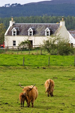 simsearch:400-05135877,k - A herd of highland cattle in a scottish farm Photographie de stock - Aubaine LD & Abonnement, Code: 400-05059122