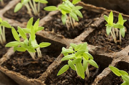 simsearch:649-06532928,k - Sprouting Plants in Rows Stock Photo - Budget Royalty-Free & Subscription, Code: 400-05051038