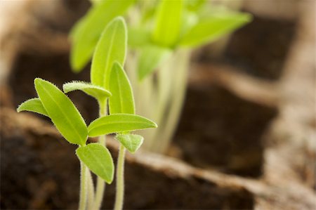 simsearch:649-06532928,k - Sprouting Plants in Rows Stock Photo - Budget Royalty-Free & Subscription, Code: 400-05051039