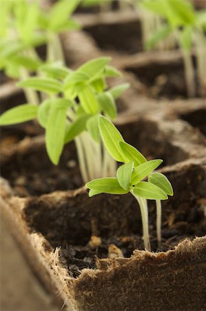 simsearch:649-06532928,k - Sprouting Plants in a Row Stock Photo - Budget Royalty-Free & Subscription, Code: 400-05051040