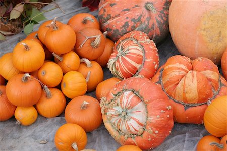 pumpkin on stalk - Pumpkins on the street Stock Photo - Budget Royalty-Free & Subscription, Code: 400-05051705
