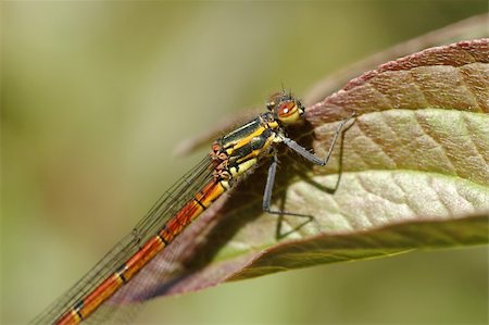 simsearch:400-04710191,k - brightly colored amber damselfly on leaf Stock Photo - Budget Royalty-Free & Subscription, Code: 400-05052186