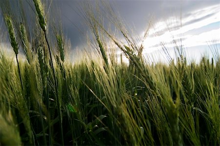 saskatchewan farming - Prairie Wheat Field Stock Photo - Budget Royalty-Free & Subscription, Code: 400-05053871