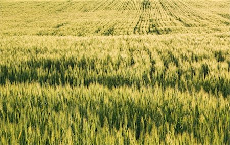 A large farm field of winter wheat. Stock Photo - Budget Royalty-Free & Subscription, Code: 400-05064816