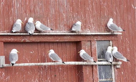 Nesting cliff. Norway 2008 Stock Photo - Budget Royalty-Free & Subscription, Code: 400-05066051