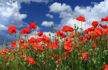 simsearch:400-03991406,k - field of red poppies with cumulus clouds, focus is set in foreground Stock Photo - Budget Royalty-Free & Subscription, Code: 400-05067398