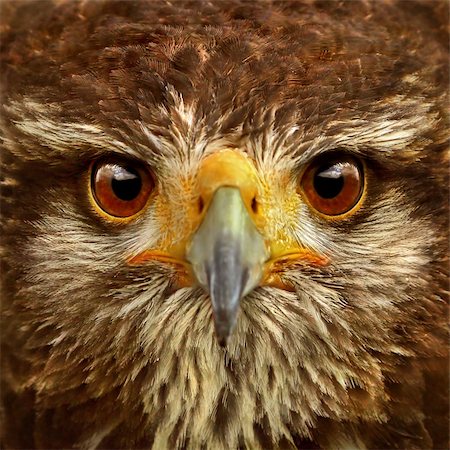 staring eagle - Close-up of Hawk. Photographie de stock - Aubaine LD & Abonnement, Code: 400-05067870