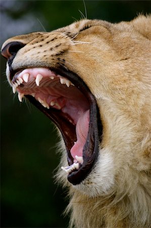 simsearch:400-04171805,k - Lion Cub brearing its teeth Stock Photo - Budget Royalty-Free & Subscription, Code: 400-05068008