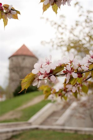 european cherry trees branches - Tallinn - old city, capital of Estonia Foto de stock - Super Valor sin royalties y Suscripción, Código: 400-05061333