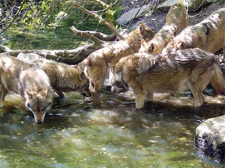 Pack of wolves drinking water in a creek Stock Photo - Budget Royalty-Free & Subscription, Code: 400-05061542