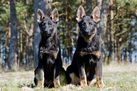 simsearch:400-05200802,k - two Germany sheep-dog black puppies sitting on the grass Stock Photo - Budget Royalty-Free & Subscription, Code: 400-05061684