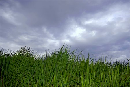 simsearch:400-05362449,k - Grass and cloudy sky Stock Photo - Budget Royalty-Free & Subscription, Code: 400-05061868