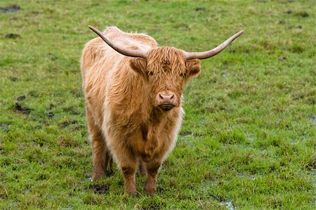 simsearch:400-05135877,k - Portrait of a highland cow in a scottish field Photographie de stock - Aubaine LD & Abonnement, Code: 400-05062437