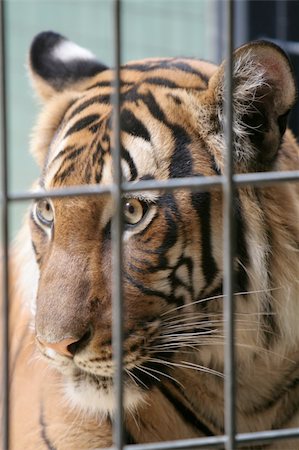 Tiger in captive, Berlin zoo, Germany. Oldest zoo in Europe. Stock Photo - Budget Royalty-Free & Subscription, Code: 400-05063304