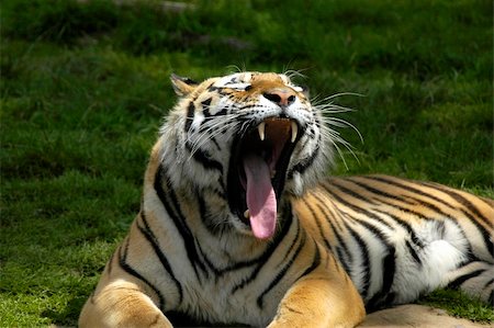 simsearch:400-06131670,k - Yawning tiger Stock Photo - Budget Royalty-Free & Subscription, Code: 400-05063419