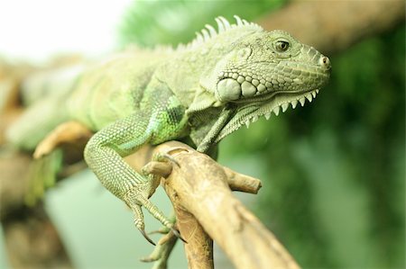 simsearch:400-05181065,k - Chameleon sits on branch. Close up Stock Photo - Budget Royalty-Free & Subscription, Code: 400-05063584