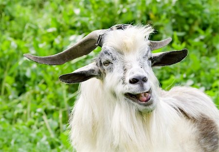 horned domestic male goat grazing at green lush meadow Photographie de stock - Aubaine LD & Abonnement, Code: 400-05063914