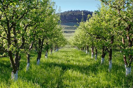 european cherry trees branches - Alley trough an apple orchard Stock Photo - Budget Royalty-Free & Subscription, Code: 400-05074717