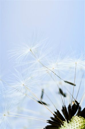 frail - Macro of dandelion seeds on blue sky background Stock Photo - Budget Royalty-Free & Subscription, Code: 400-05074829