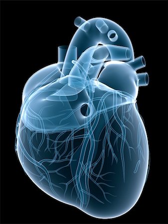 simsearch:400-04178497,k - 3d rendered x-ray illustration of a human heart Stock Photo - Budget Royalty-Free & Subscription, Code: 400-05075544