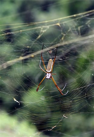 A large spider found in the Amazon jungle region of Ecuador Stock Photo - Budget Royalty-Free & Subscription, Code: 400-05076964