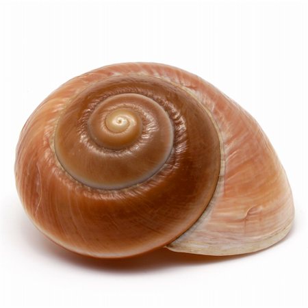 simsearch:400-06857057,k - Spiral shell on white Stock Photo - Budget Royalty-Free & Subscription, Code: 400-05077592