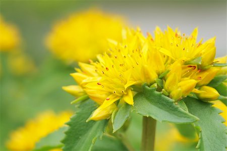 sedum - Yellow Kamtschat sedum flower (Sedum kamtschaticum) Stock Photo - Budget Royalty-Free & Subscription, Code: 400-05078175