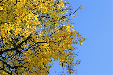 simsearch:696-03394776,k - Golden branches in autumn time, blue sky Photographie de stock - Aubaine LD & Abonnement, Code: 400-05070607
