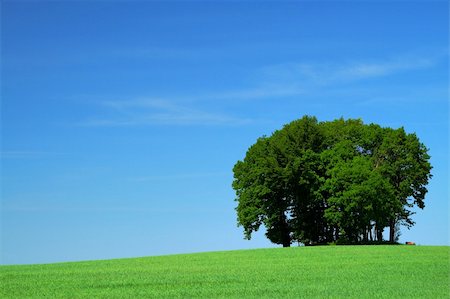 simsearch:400-03991406,k - vivid green grass field and a bunch of trees Stock Photo - Budget Royalty-Free & Subscription, Code: 400-05070927