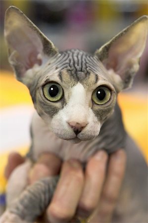 egyptian sphynx cat - This is a hairless and wrinkly Canadian sphynx cat with huge eyes. He's just a kitten - only a few months old. Stock Photo - Budget Royalty-Free & Subscription, Code: 400-05071034