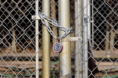 Chain-link fench and gate securely locked with a chain and padlock Stock Photo - Budget Royalty-Free & Subscription, Code: 400-05071742
