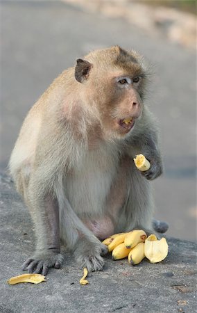 simsearch:400-04394183,k - A mamaka monkey eating bananas Stock Photo - Budget Royalty-Free & Subscription, Code: 400-05071974