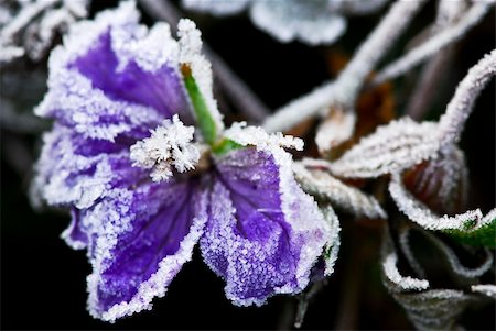frosted texture - Macro of frosty flower in late fall Stock Photo - Budget Royalty-Free & Subscription, Code: 400-05072381