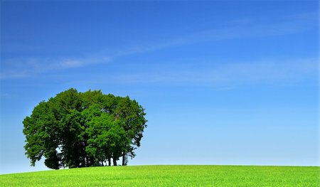simsearch:400-03991406,k - vivid green grass field and a bunch of trees Stock Photo - Budget Royalty-Free & Subscription, Code: 400-05073593