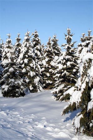 simsearch:400-07900302,k - A path running through a bunch of snow covered evergreens. Stock Photo - Budget Royalty-Free & Subscription, Code: 400-05084914