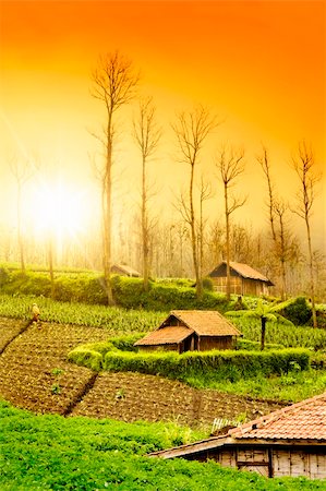 simsearch:400-05905687,k - Fresh Farmland Sunrise in Asian Country Stock Photo - Budget Royalty-Free & Subscription, Code: 400-05085945
