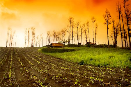 simsearch:400-05905687,k - Fresh Farmland Sunrise in Asia Country Stock Photo - Budget Royalty-Free & Subscription, Code: 400-05085946