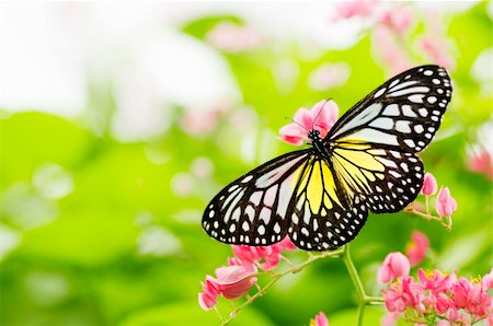 simsearch:400-04259527,k - butterfly feeding on a flower Stock Photo - Budget Royalty-Free & Subscription, Code: 400-05087224