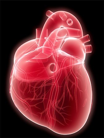 simsearch:400-04178497,k - 3d rendered anatomy illustration of a human heart Stock Photo - Budget Royalty-Free & Subscription, Code: 400-05088741