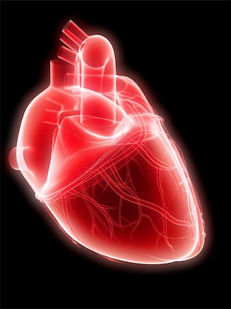 simsearch:400-04178497,k - 3d rendered anatomy illustration of a human heart Stock Photo - Budget Royalty-Free & Subscription, Code: 400-05088742
