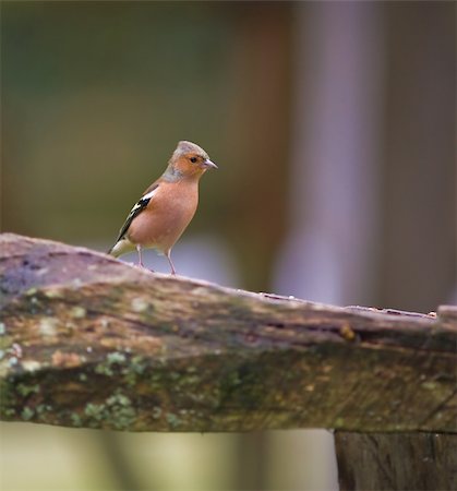simsearch:400-04604339,k - This radiant Chaffinch was captured at a RSPB reserve in Wales, UK. Stock Photo - Budget Royalty-Free & Subscription, Code: 400-05089514